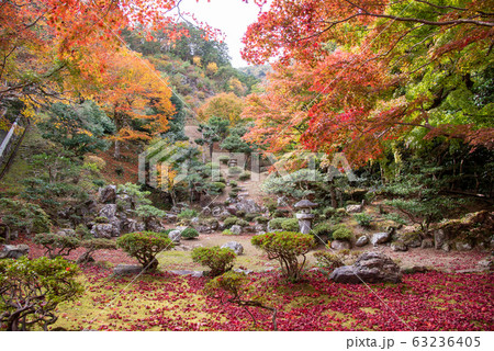 滋賀県　米原市　清瀧寺徳源院の紅葉のお庭 63236405