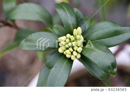 沈丁花 沈丁花 63236565