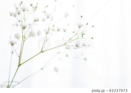 部屋の花瓶に飾ったかすみ草の一輪挿しのアップ 部屋の花瓶に飾ったかすみ草の一輪挿しのアップ 63237073