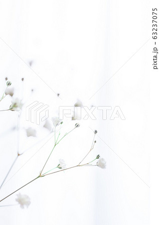 部屋の花瓶に飾ったかすみ草の一輪挿しのアップ 63237075