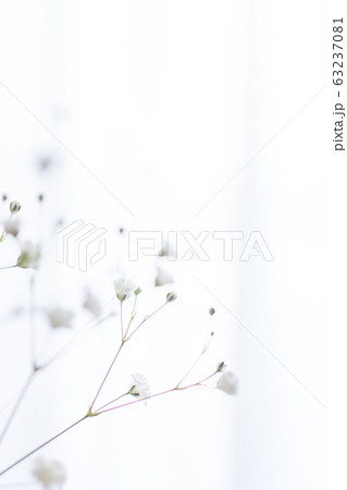 部屋の花瓶に飾ったかすみ草の一輪挿しのアップ 63237081