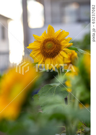 ヒマワリの花　夏イメージ 63237082