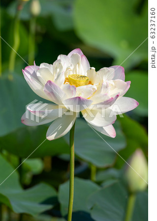 蓮の花 初夏イメージ 蓮の花 初夏イメージ 63237160