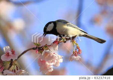 桜とシジュウカラ     63237410