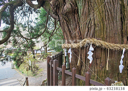大悲山大杉 大悲山大杉 63238138