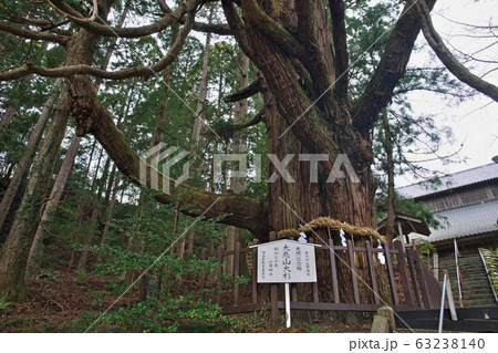 大悲山大杉 大悲山大杉 63238140