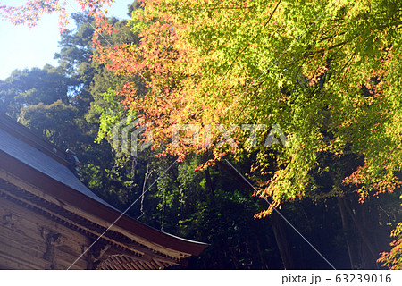 箕面瀧安寺大護摩道場と紅葉 63239016