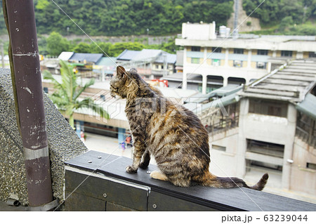 台湾 猴硐猫村 猴硐駅を見下ろす猫 台湾 猴硐猫村 猴硐駅を見下ろす猫 63239044