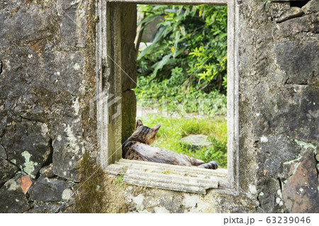 台湾 猴硐猫村 台湾 猴硐猫村 63239046