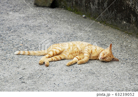 台湾　猴硐猫村 63239052