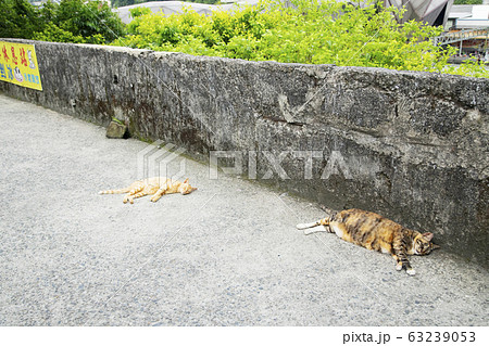 台湾 猴硐猫村 台湾 猴硐猫村 63239053