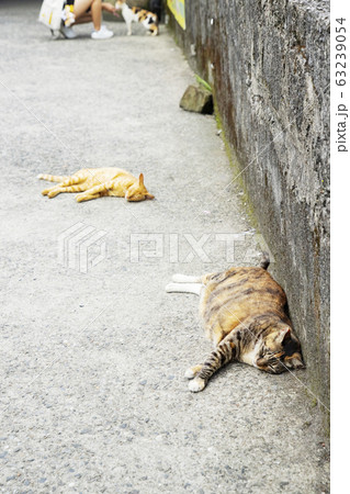 台湾　猴硐猫村 63239054