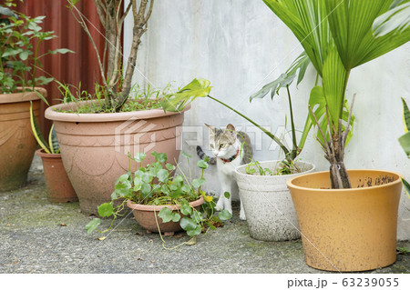 台湾　猴硐猫村 63239055