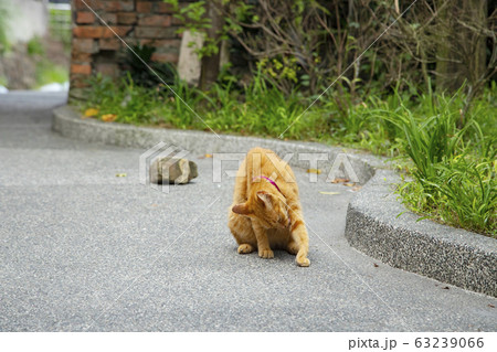 台湾 猴硐猫村 台湾 猴硐猫村 63239066