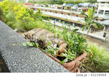 台湾　猴硐猫村　プランターの中で眠る猫 63239068