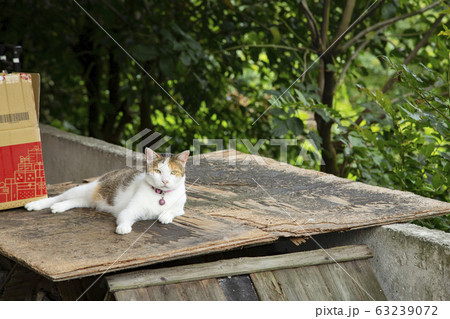 台湾　猴硐猫村 63239072