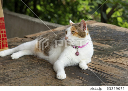 台湾 猴硐猫村 台湾 猴硐猫村 63239073