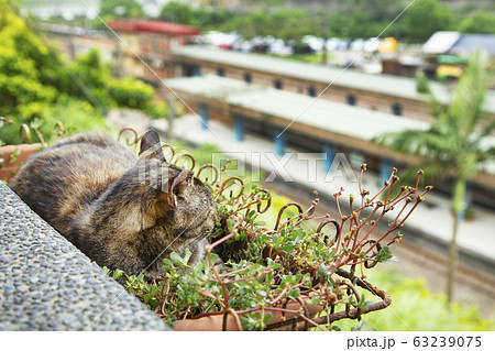 台湾 猴硐猫村 プランターの中から駅のホームを見下ろす猫 台湾 猴硐猫村 プランターの中から駅のホームを見下ろす猫 63239075