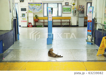 台湾 猴硐駅改札前で寛ぐ猫 台湾 猴硐駅改札前で寛ぐ猫 63239082