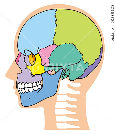 頭蓋骨　頭部の骨 63239128
