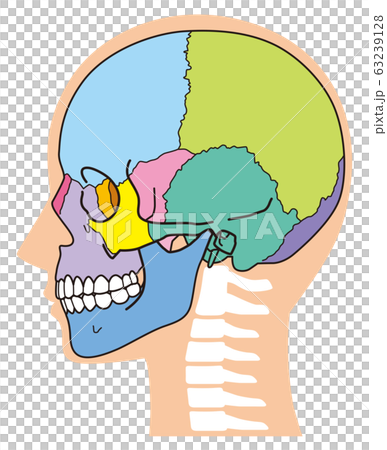Skull head bone 63239128