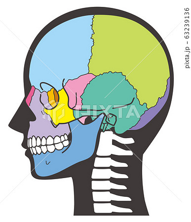 頭蓋骨 頭部の骨 頭蓋骨 頭部の骨 63239136