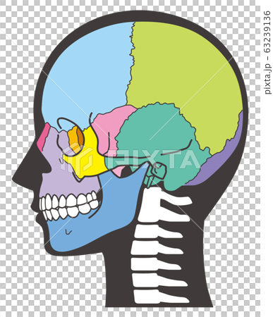 頭蓋骨 頭部の骨 頭蓋骨 頭部の骨 63239136