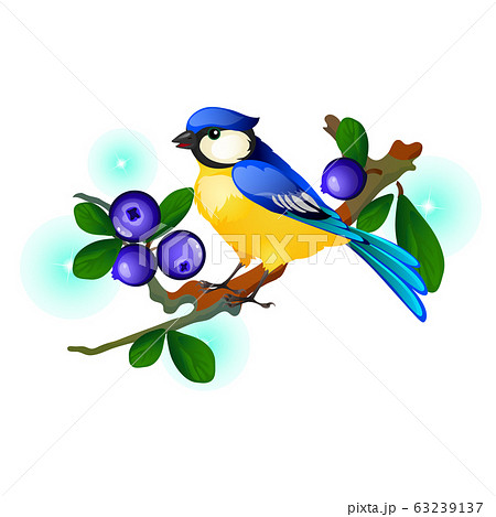 Blue and yellow bird sitting on a branch with blue berries isolated on white background. Vector cartoon close-up illustration. 63239137
