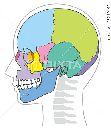 頭蓋骨 頭部の骨のイラスト素材