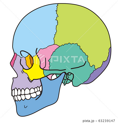 頭蓋骨　頭部の骨 63239147