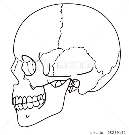 頭蓋骨　頭部の骨 63239152