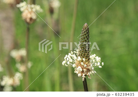 ヘラオオバコの花 63239435