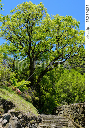 仙厳園　鹿児島県 63239825