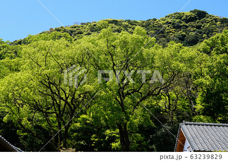 仙厳園　鹿児島県 63239829