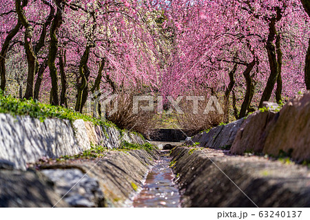 いなべ農業公園の梅まつり いなべ農業公園の梅まつり 63240137