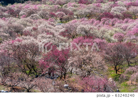 いなべ農業公園の梅まつり 63240240