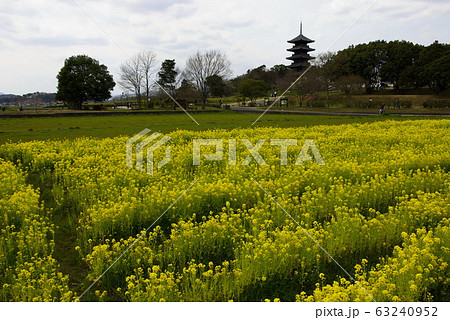 菜の花畑　備中国分寺の五重塔 63240952