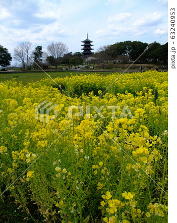 菜の花畑　備中国分寺の五重塔 63240953