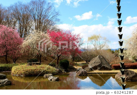 梅の花　活け　空　風景　栃木県　みかもやま 63241287