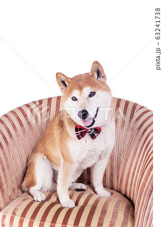 椅子にお座りする柴犬 オシャレな柴犬 日本犬 人気犬 ペットの写真素材