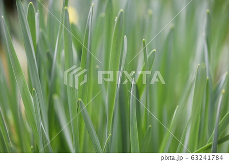 水仙の若葉 63241784