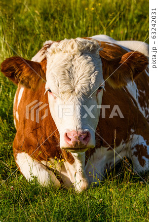 Cows on a meadow in Alps Austria. Schockl mountain Cows on a meadow in Alps Austria. Schockl mountain 63242031