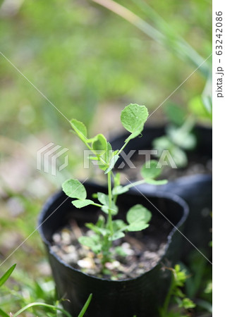 エンドウの苗 63242086