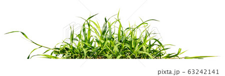 green grass isolate on white background 63242141