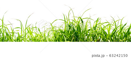 green grass isolate on white background 63242150