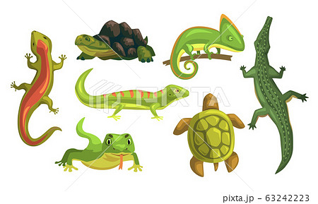 Amphibian Animals Collection Turtle のイラスト素材