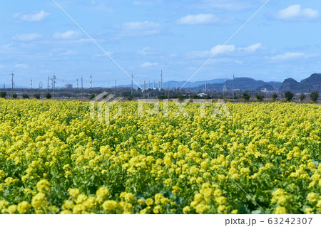 笠岡 道の駅ベイファーム 菜の花畑の写真素材