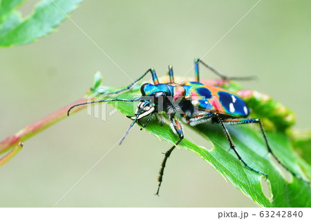 ハンミョウ（ナミハンミョウ) 63242840