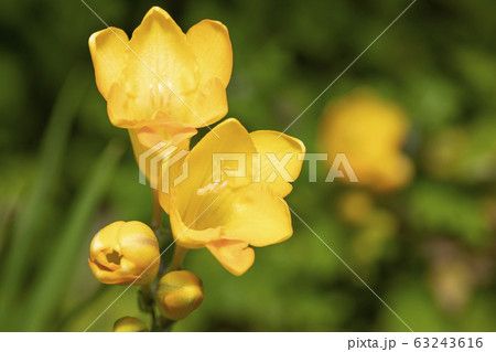 フリージア 63243616