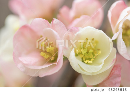 ボケの花 ボケの花 63243618